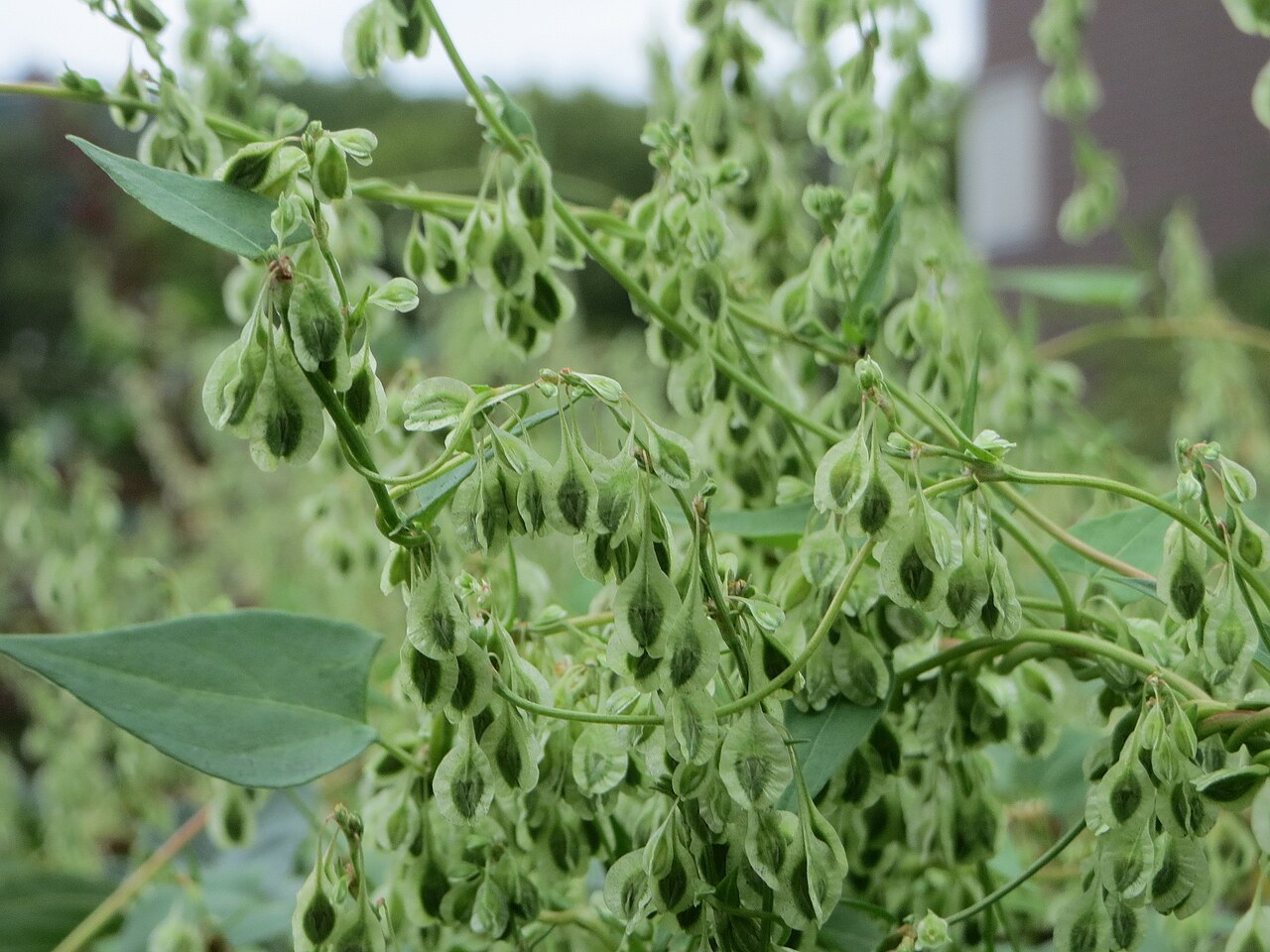 Copse-bindweed: Hecken-Windenknöterich ( Fallopia dumetorum ) in Saarbrücken