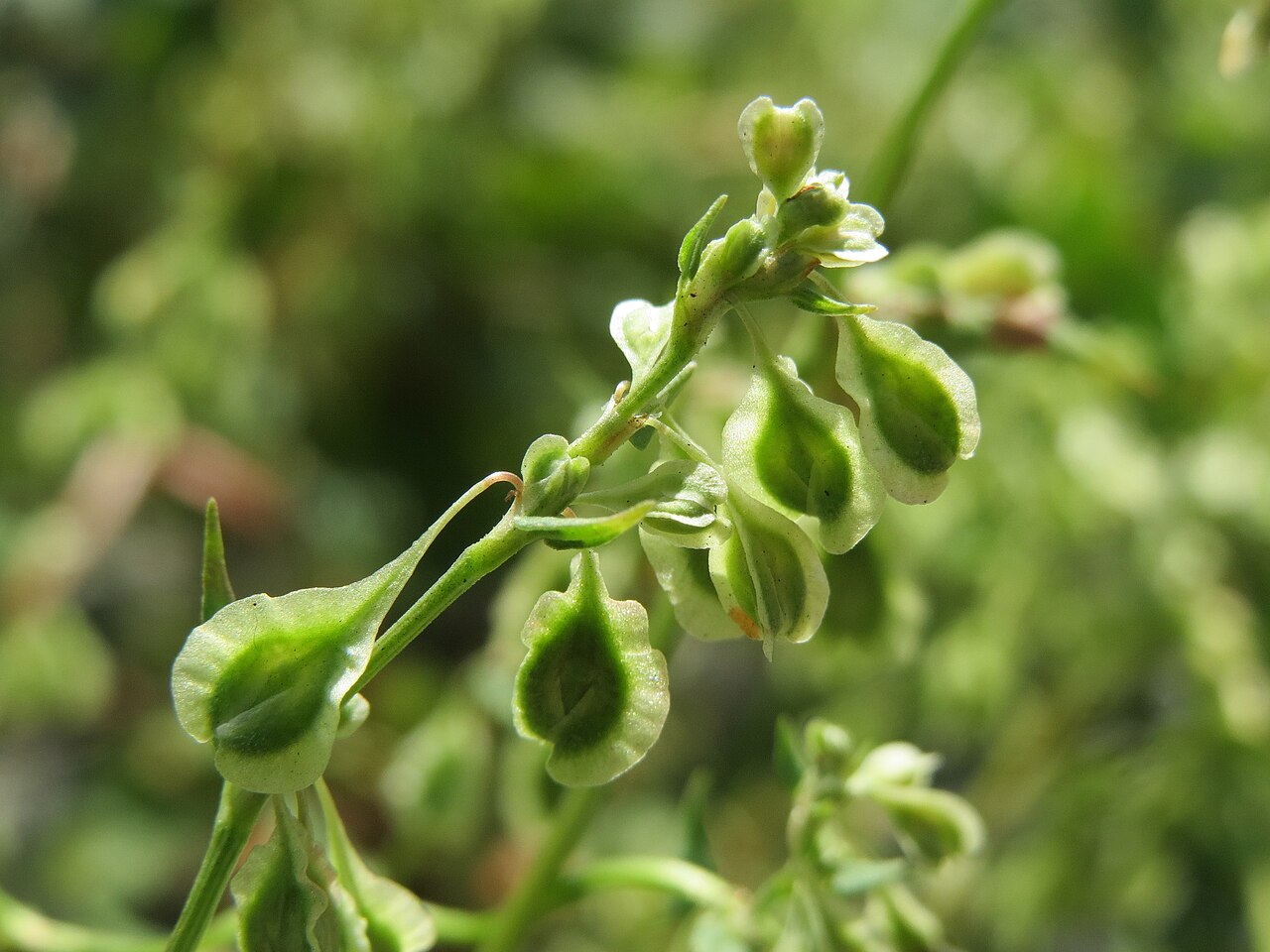 Copse-bindweed: Hecken-Windenknöterich ( Fallopia dumetorum ) in Oftersheim