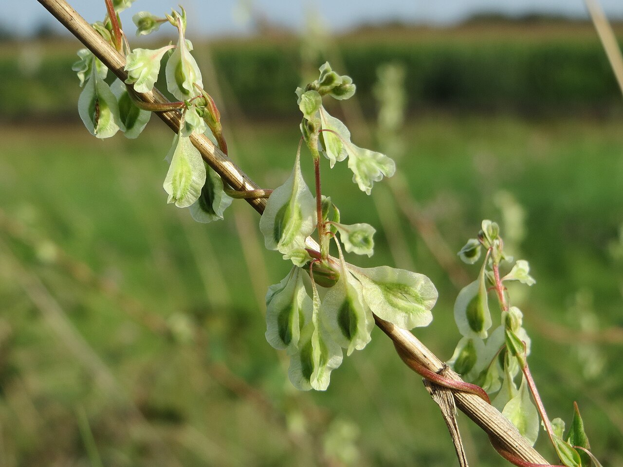Copse-bindweed: Hecken-Windenknöterich ( Fallopia dumetorum ) bei Oberhausen-Rheinhausen
