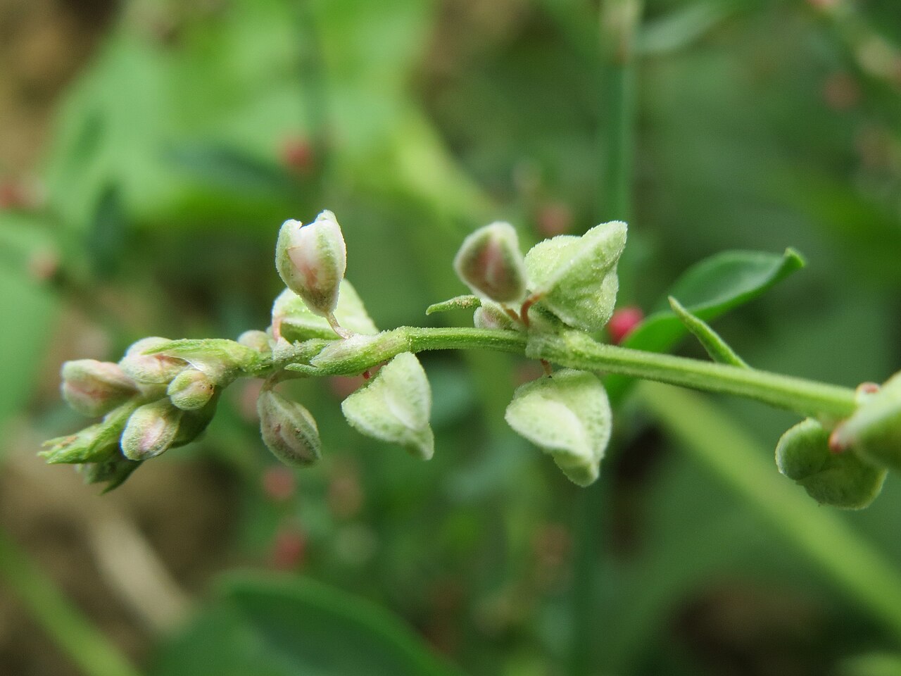 Copse-bindweed: Hecken-Windenknöterich ( Fallopia dumetorum ) auf einem Feld bei Wiesbaden