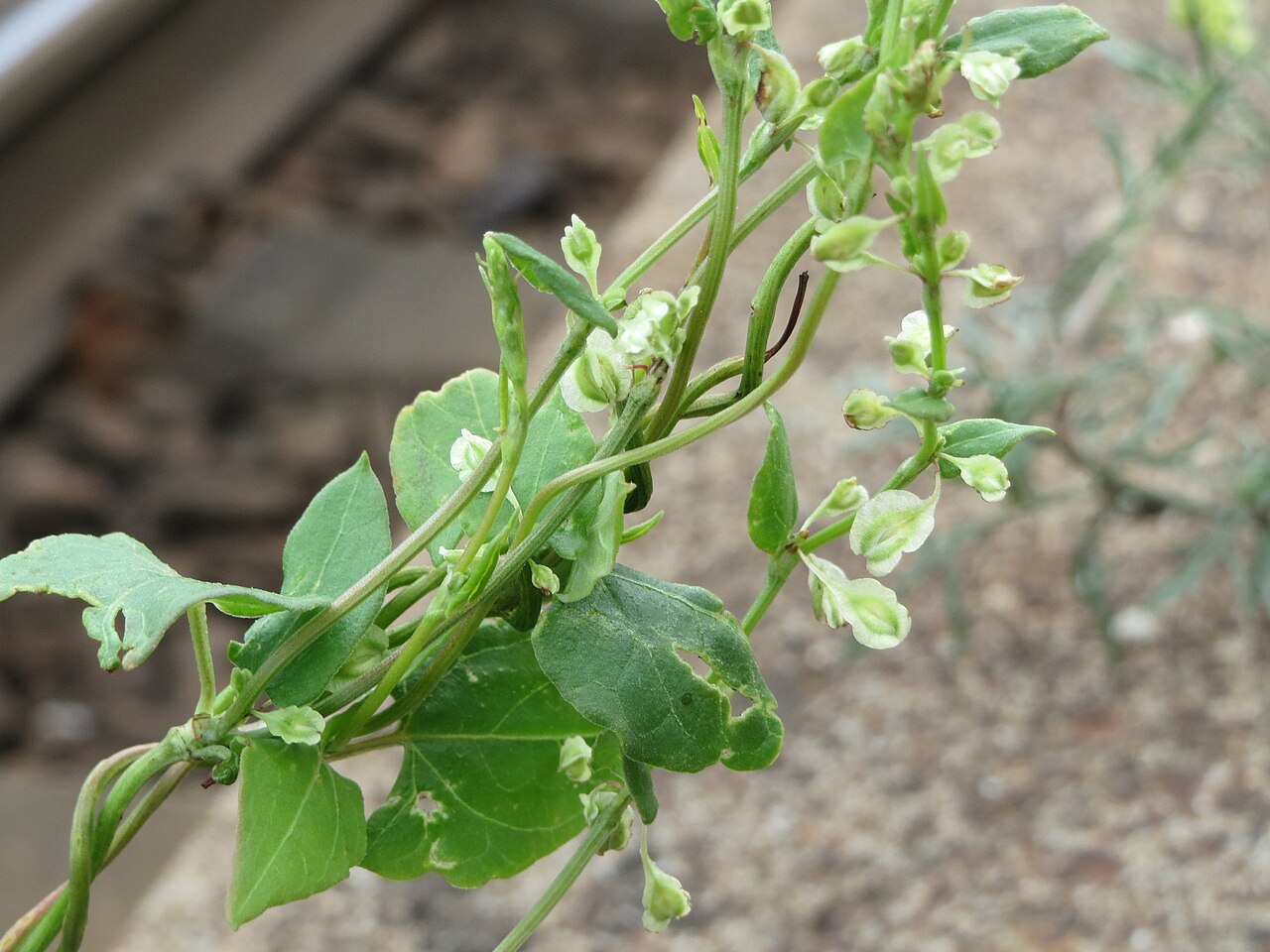 Copse-bindweed: Hecken-Windenknöterich ( Fallopia dumetorum ) bei Oftersheim