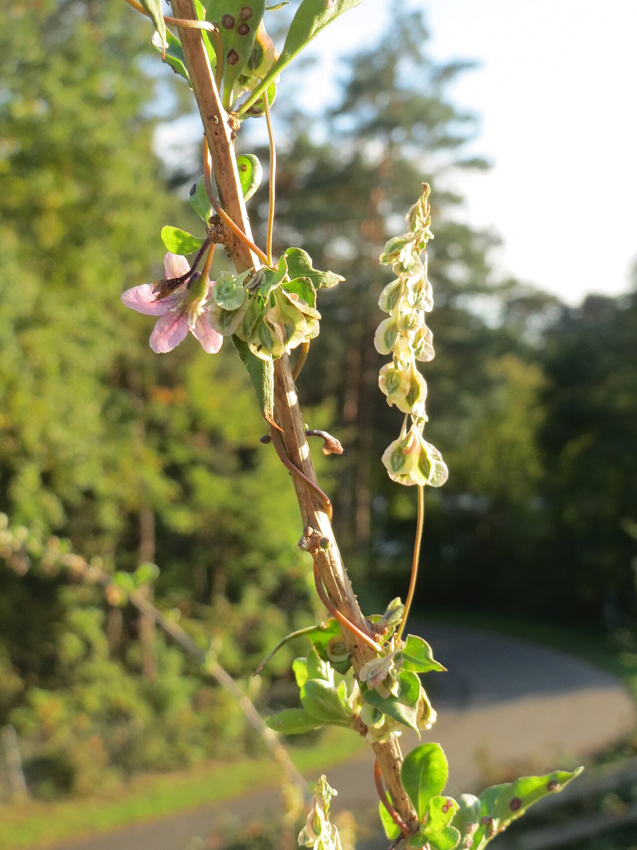 Copse-bindweed: Gemeiner Bocksdorn ( Lycium barbarum ) mit Hecken-Windenknöterich ( Fallopia dumetorum ) im Schwetzinger Hardt