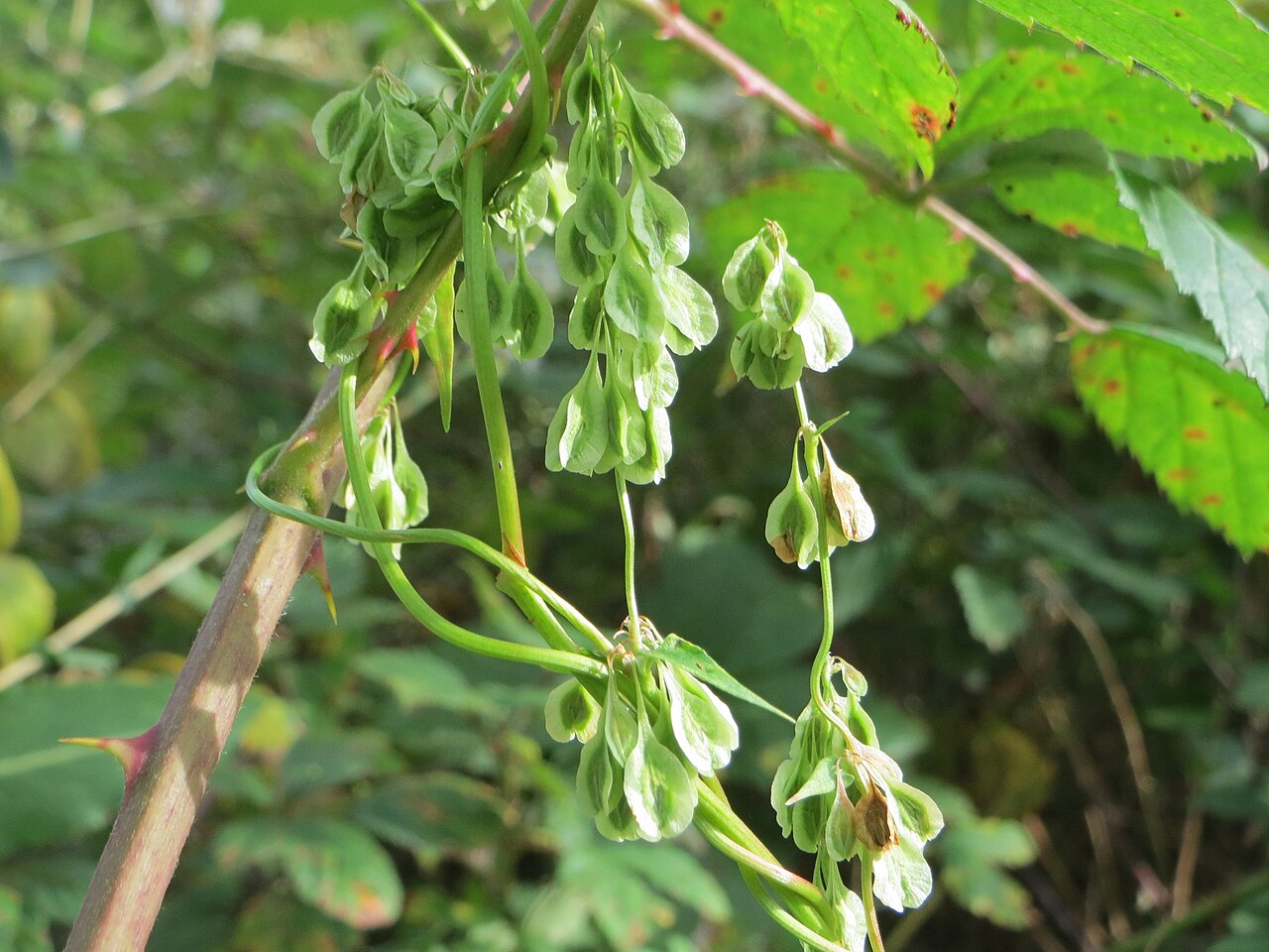 Copse-bindweed: Hecken-Windenknöterich ( Fallopia dumetorum ) bei St. Leon-Rot