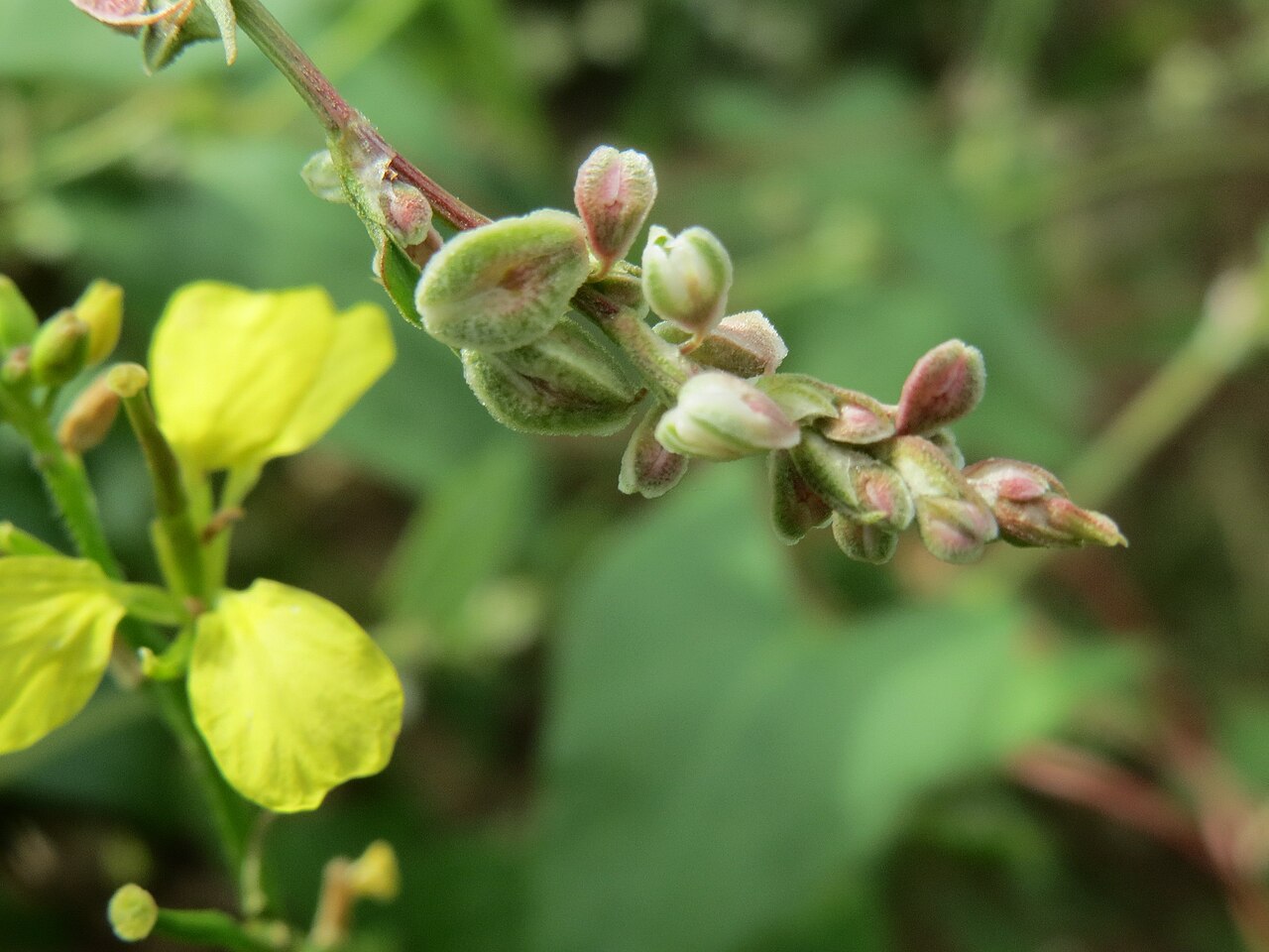 Copse-bindweed: Hecken-Windenknöterich ( Fallopia dumetorum ) auf einem Feld bei Wiesbaden