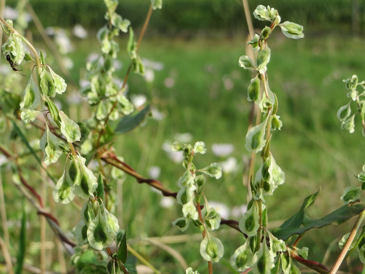Copse-bindweed: Hecken-Windenknöterich ( Fallopia dumetorum ) bei Oberhausen-Rheinhausen