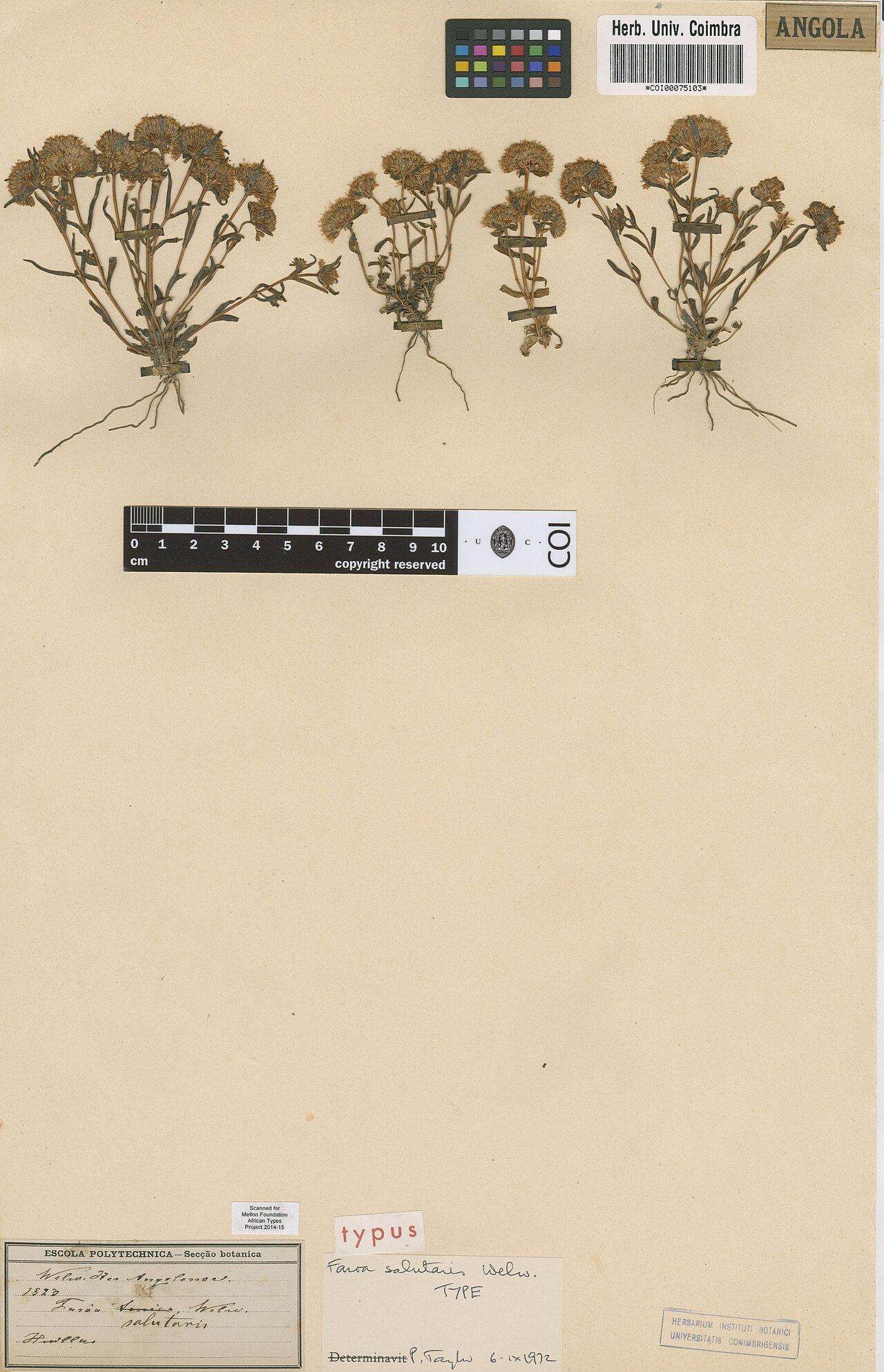 Faroa salutaris: Photograph of Type of Faroa salutaris at Herbarium of the University of Coimbra, Portugal (COI). Specimen COI00075103. http://coicatalogue.uc.pt/specimen/COI000