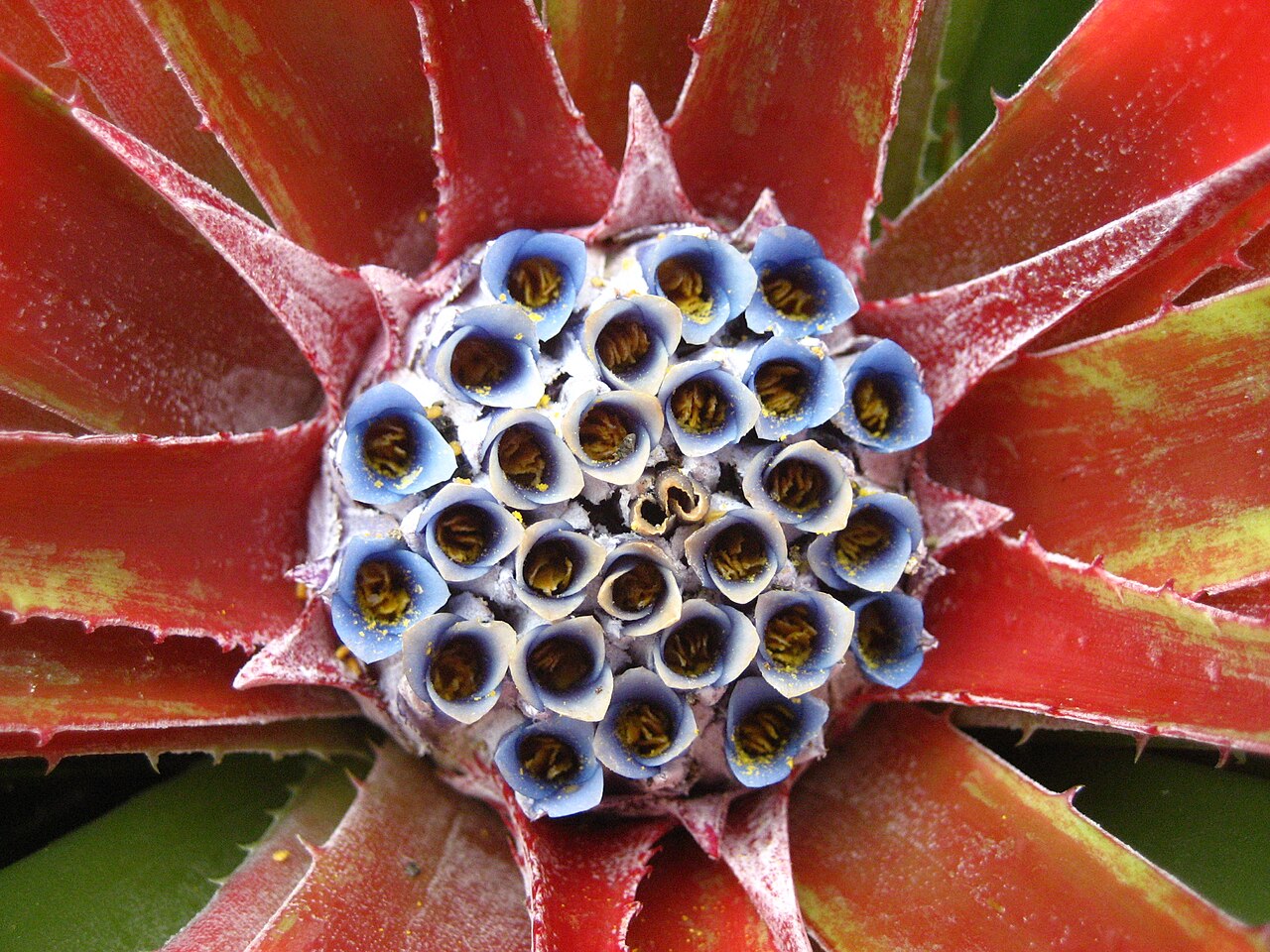 Fascicularia bicolor: Fascicularia bicolor