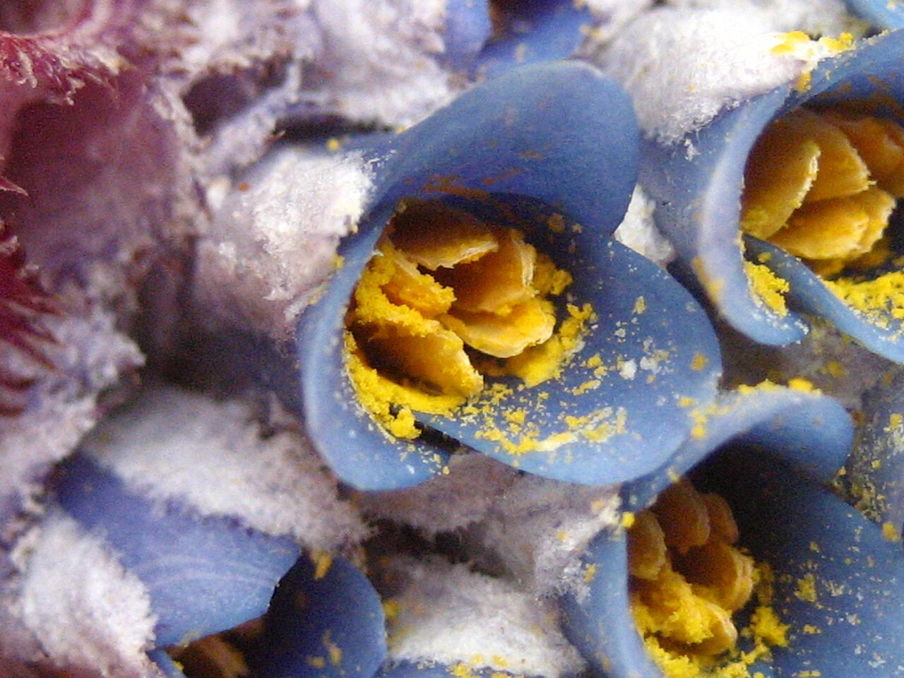 Fascicularia bicolor: punta lobos
