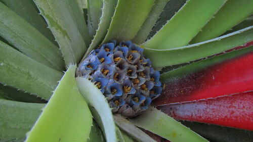 Fascicularia bicolor (Fascicularia bicolor)