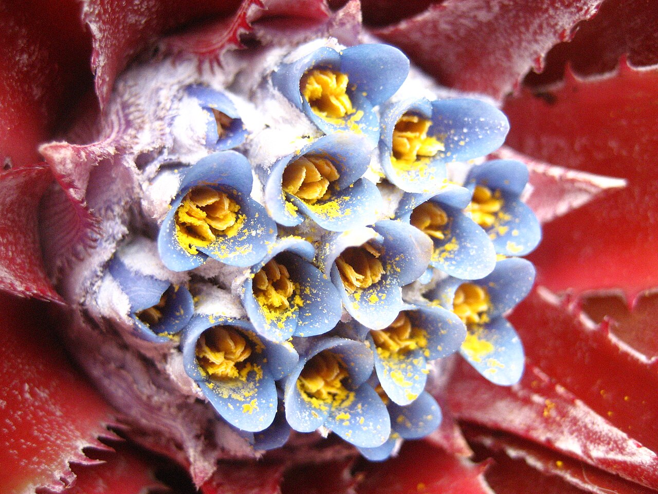 Fascicularia bicolor: Fascicularia bicolor