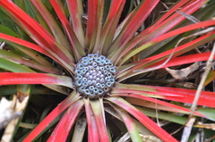Fascicularia bicolor (Fascicularia bicolor)