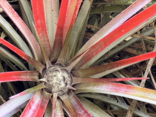 Fascicularia bicolor (Fascicularia bicolor)