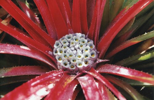Fascicularia bicolor (Fascicularia bicolor)
