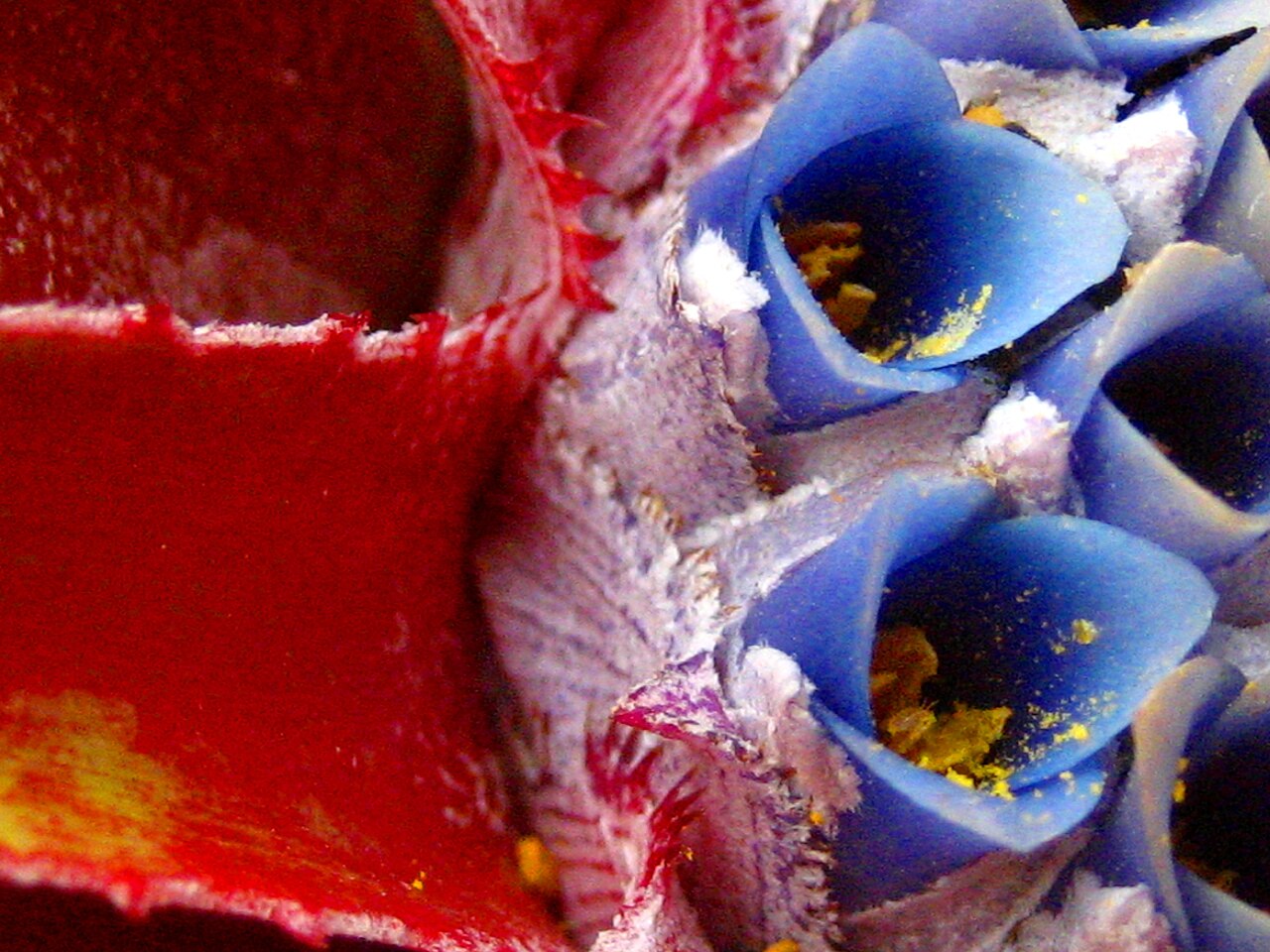 Fascicularia bicolor: Fascicularia bicolor