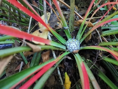 Fascicularia bicolor (Fascicularia bicolor)