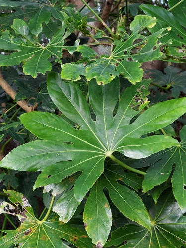 Fatsia (Fatsia japonica)
