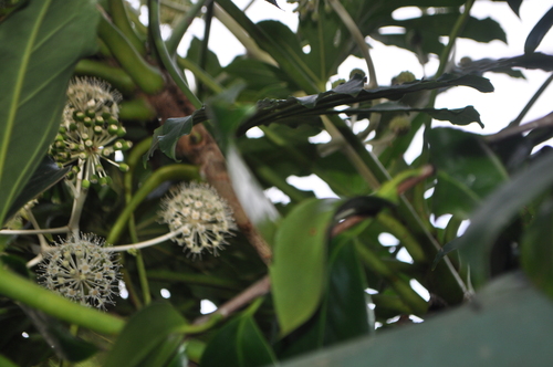 Fatsia (Fatsia japonica)