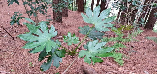 Fatsia (Fatsia japonica)