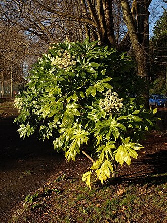 Fatsia: Fatsia in Upton Park. A specimen of Fatsia japonica, native to Japan, growing close to Lymington Road - also visible in the background of 1076591 . There has be