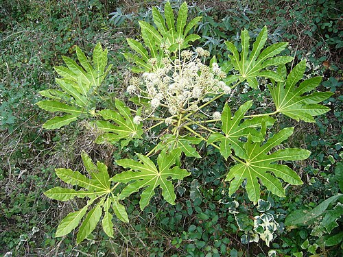 Fatsia: Fatsia japonica (Fatsi) in Mount Zapateira, A Coruña , Galicia , Spain .