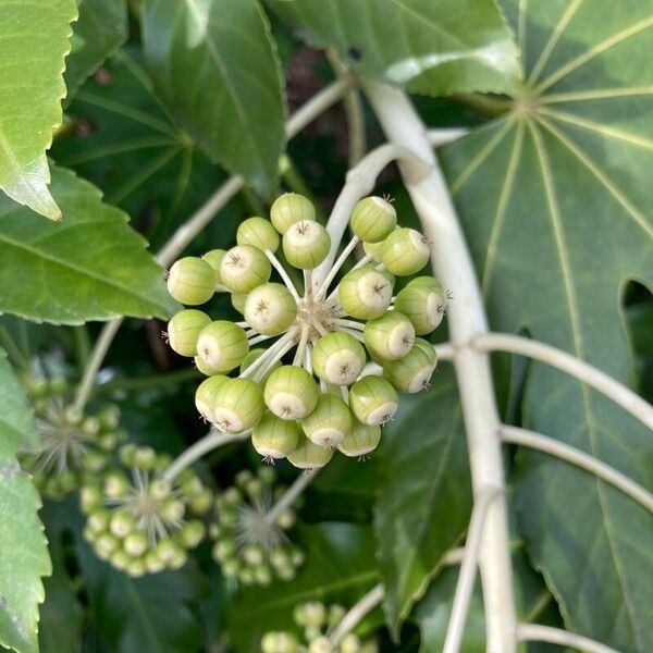 Fatsia (Fatsia japonica)