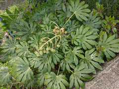 Fatsia (Fatsia japonica)