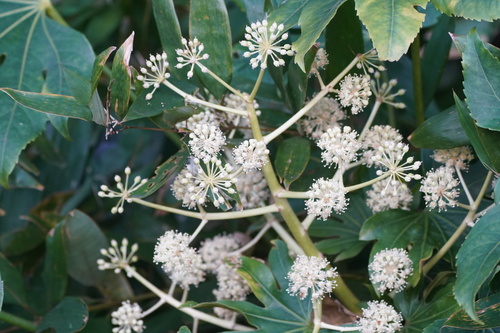 Fatsia (Fatsia japonica)