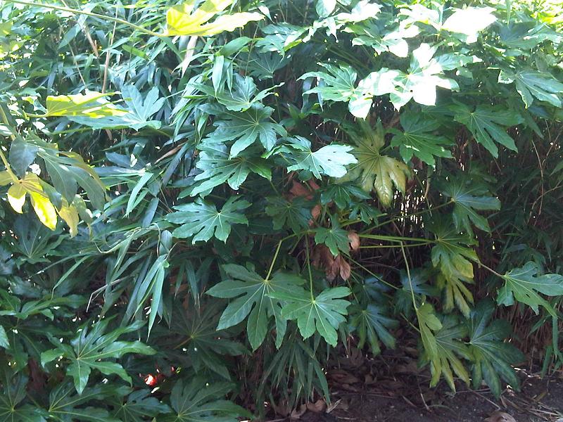 Fatsia: Fatsi or Japanese Aralia (Fatsia japonica) leaves in Putney Heath Common, England.