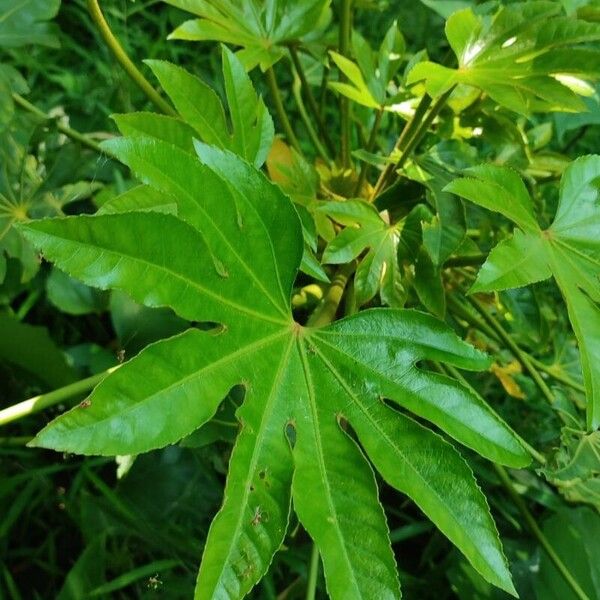 Fatsia (Fatsia japonica)