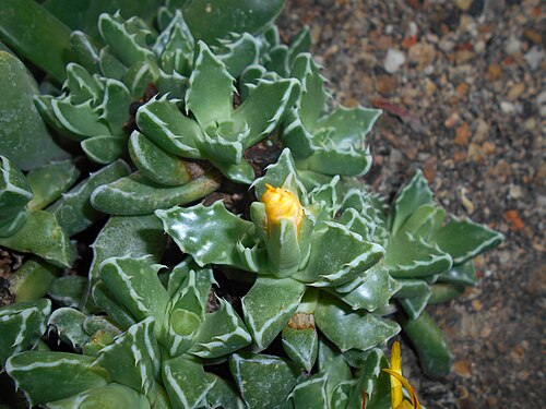 Tiger-jaw: Faucaria longidens , Ogród Botaniczny Uniwersytetu Wrocławskiego.