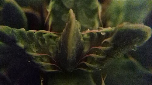 Tiger-jaw: Zoom macro de Faucaria felina