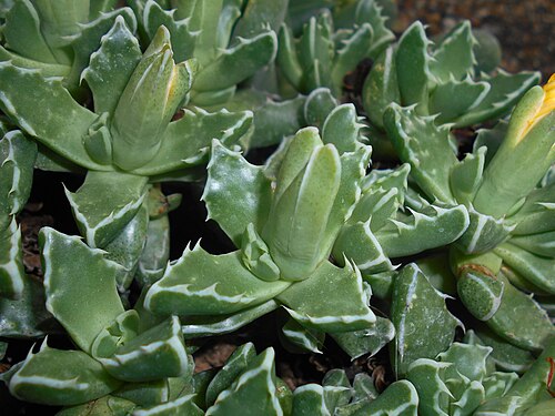 Tiger-jaw: Faucaria longidens , Ogród Botaniczny Uniwersytetu Wrocławskiego.