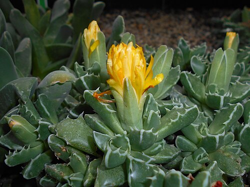 Tiger-jaw: Faucaria longidens , Ogród Botaniczny Uniwersytetu Wrocławskiego.