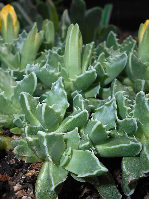 Tiger-jaw: Faucaria longidens , Ogród Botaniczny Uniwersytetu Wrocławskiego.
