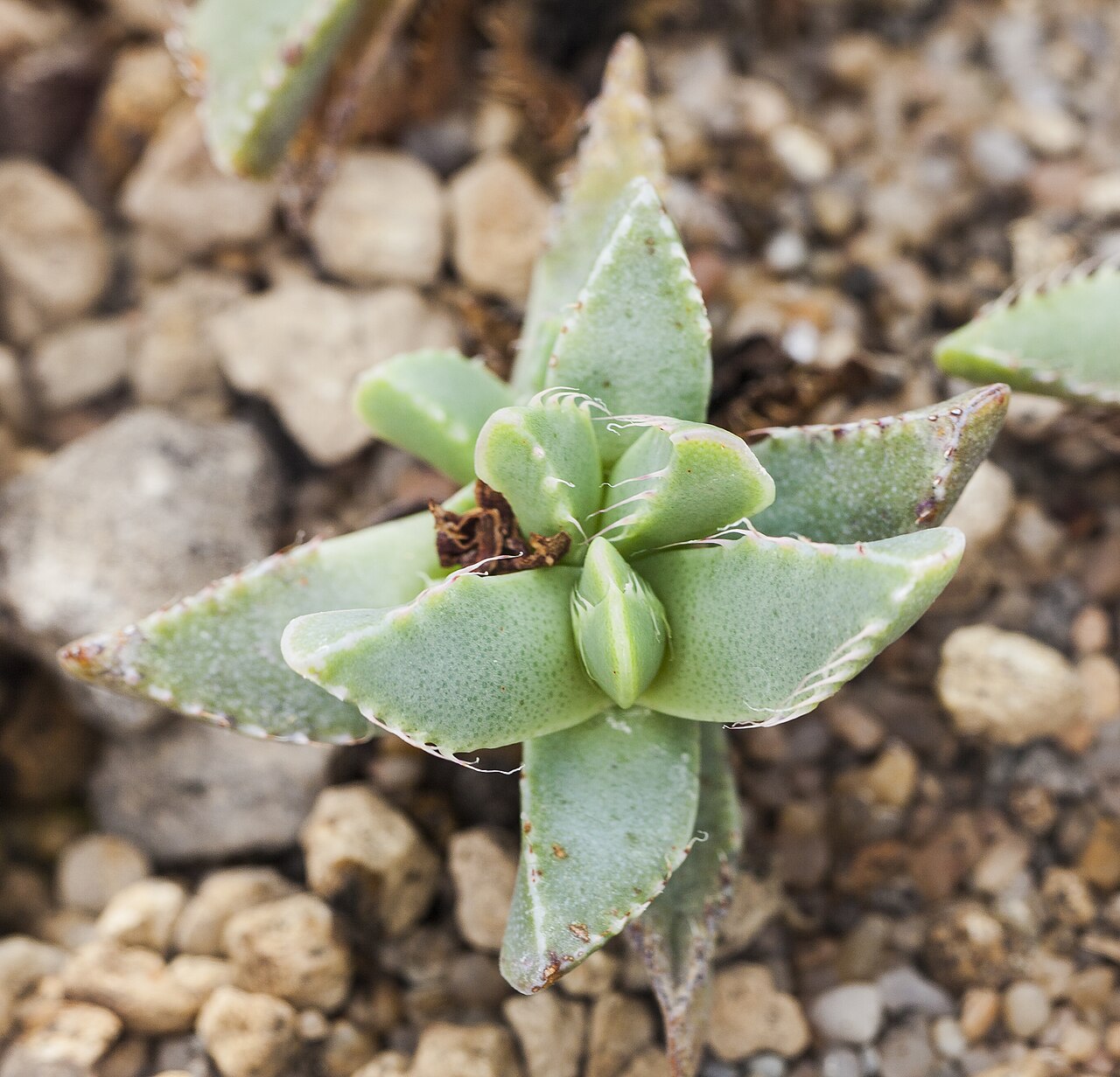 Tiger-jaw: Faucaria felina , Munich Botanical Garden, Germany