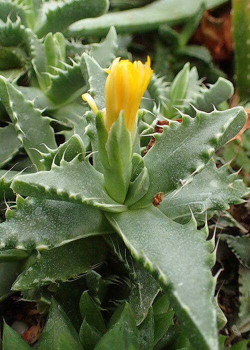 Tiger-jaw: Faucaria felina in Wrocław University Botanical Garden