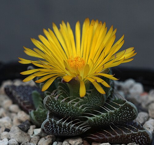 Tiger-jaw: Faucaria felina
