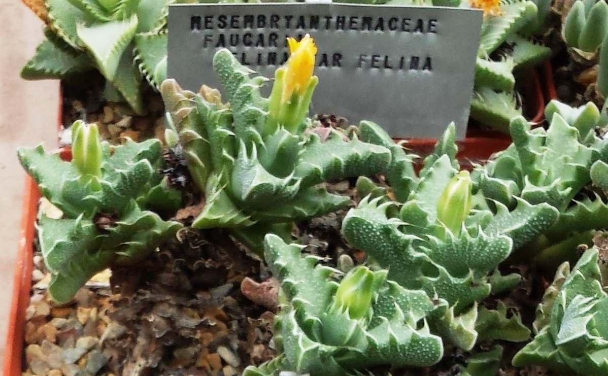 Tiger-jaw: Faucaria felina var felina
