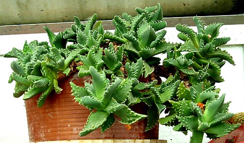 Tiger's jaws: Faucaria tigrina. Photo taken by myself.