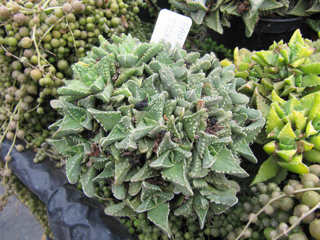 Tiger's jaws: Faucaria tigrina