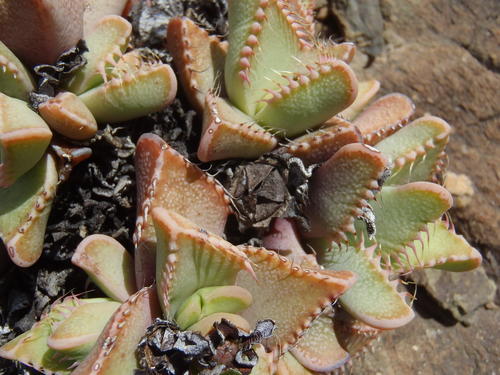 Tiger's jaws (Faucaria tigrina)