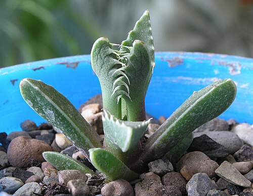 Tiger's jaws: Faucaria tigrina, young plant