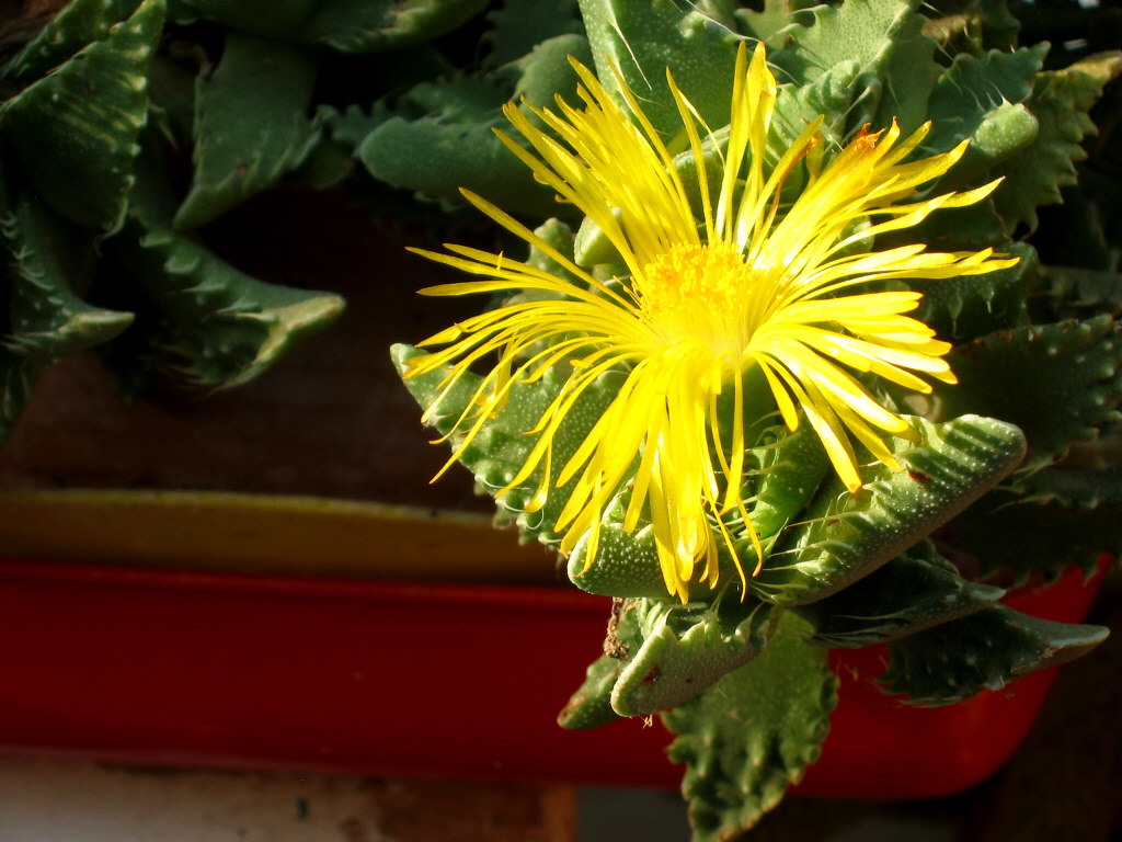 Tiger's jaws: Faucaria tigrina flower detail. Autor/author: User:Anna
