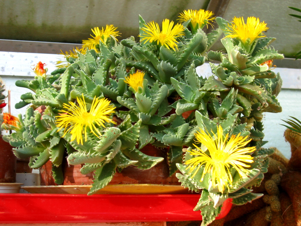 Tiger's jaws: Faucaria tigrina with flowers. Autor/author: User:Anna