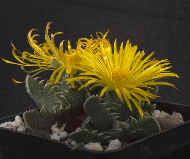 Tiger's jaws: Faucaria tigrina in Blüte.