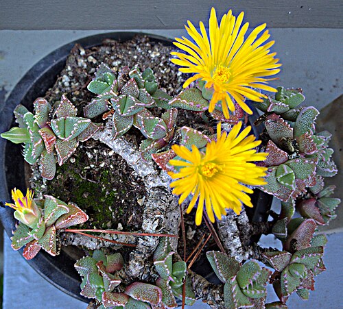 Tiger's jaws: Faucaria tigrina—tiger jaws. A native of Eastern Cape Province, South Africa. Photographed in a private collection in Berkeley, CA