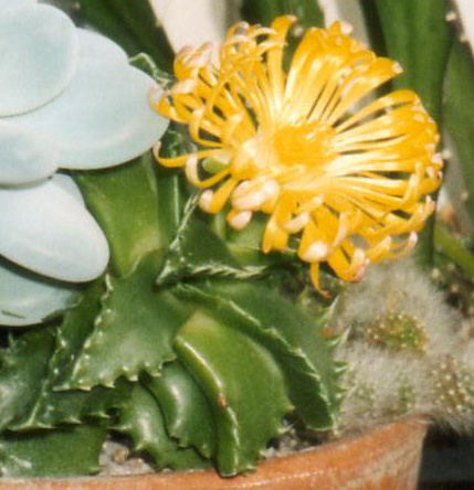Tiger's jaws: Faucaria tigrinum