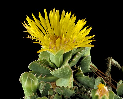 Tiger's jaws: Faucaria tigrina—tiger jaws. A showy succulent from the Eastern Cape Province of South Africa. A fall bloomer that needs full sun to open. Photographed in a pri