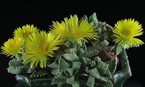 Tiger's jaws: Faucaria tigrina—tiger jaws. A showy succulent from the Eastern Cape Province of South Africa. A fall bloomer that needs full sun to open. Photographed in a pri