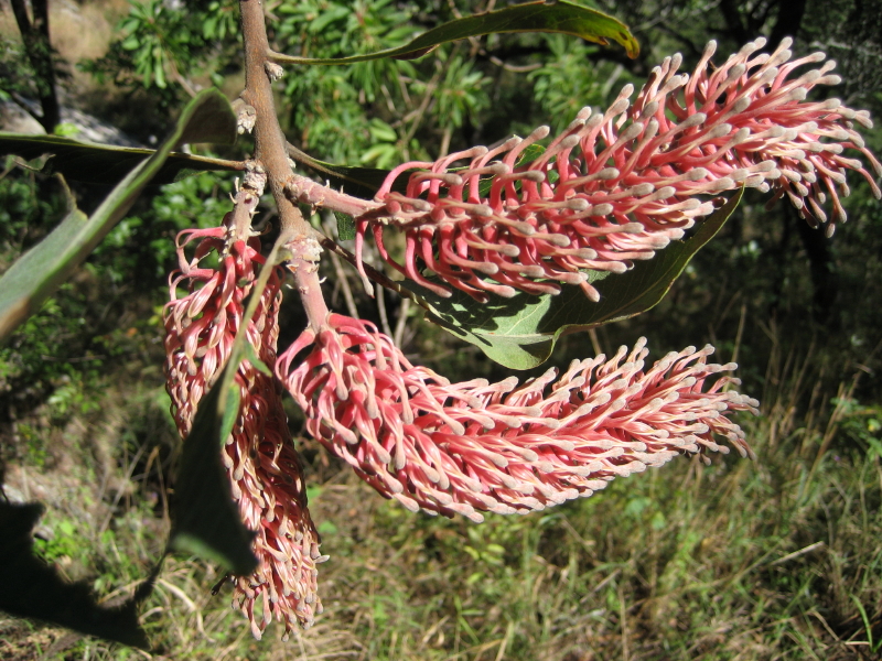 Faurea rubriflora: Manica beechwood or Faurea rubriflora (Proteaceae) on Mount Whenje in Manica province of Mozambique (1000 m.a.s.).